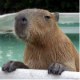   Capybar